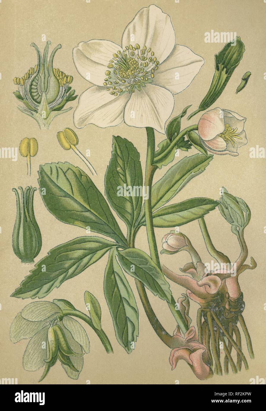 Christrose (Helleborus niger), Heilpflanzen, historische chromolithograph bis 1880 vom Stockfoto