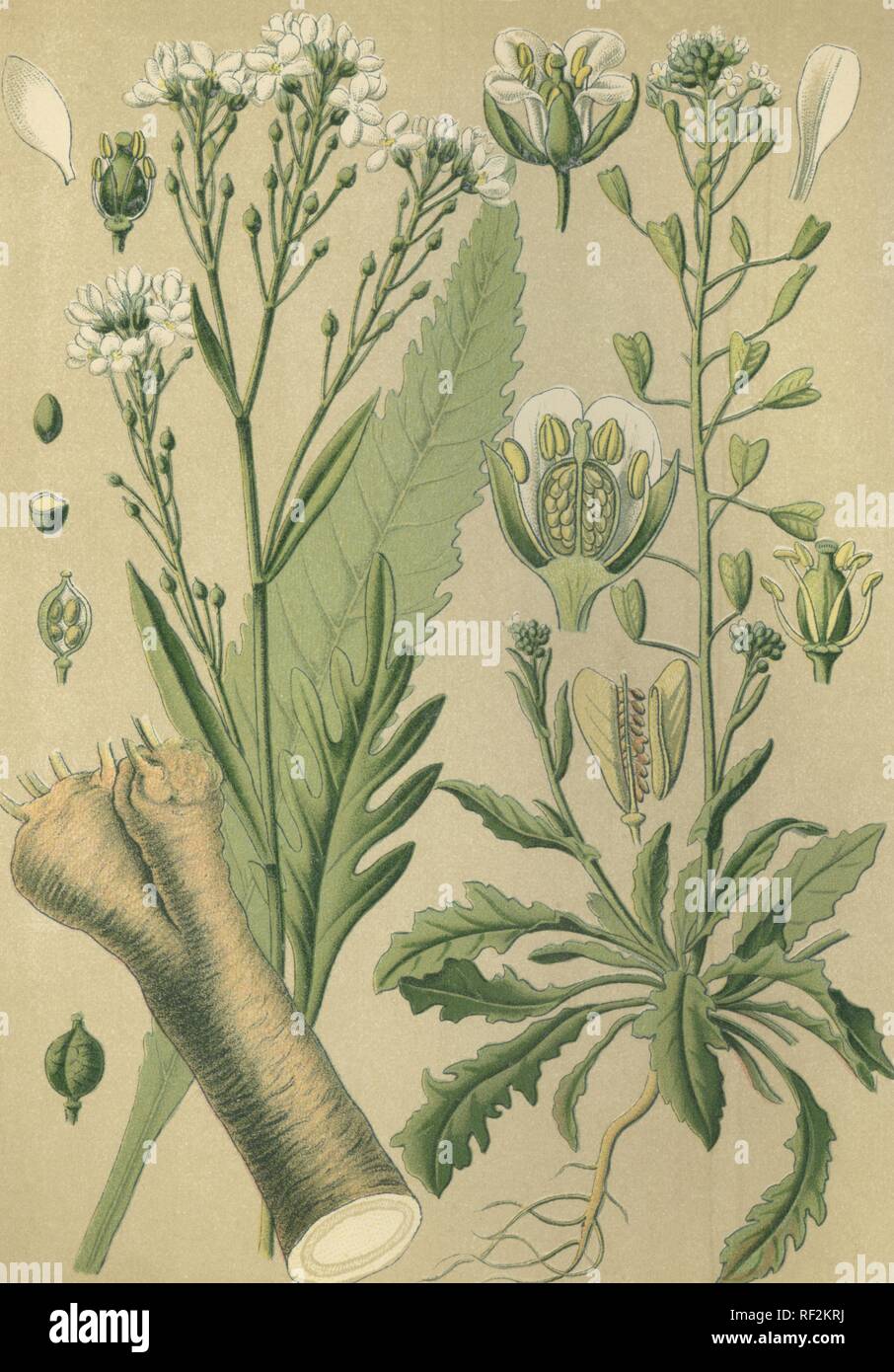 Meerrettich (Armoracia rusticana, lapathifolia) auf der linken Seite, und Shepherd's Purse (Capsella bursa-pastoris) auf der rechten Seite, Stockfoto