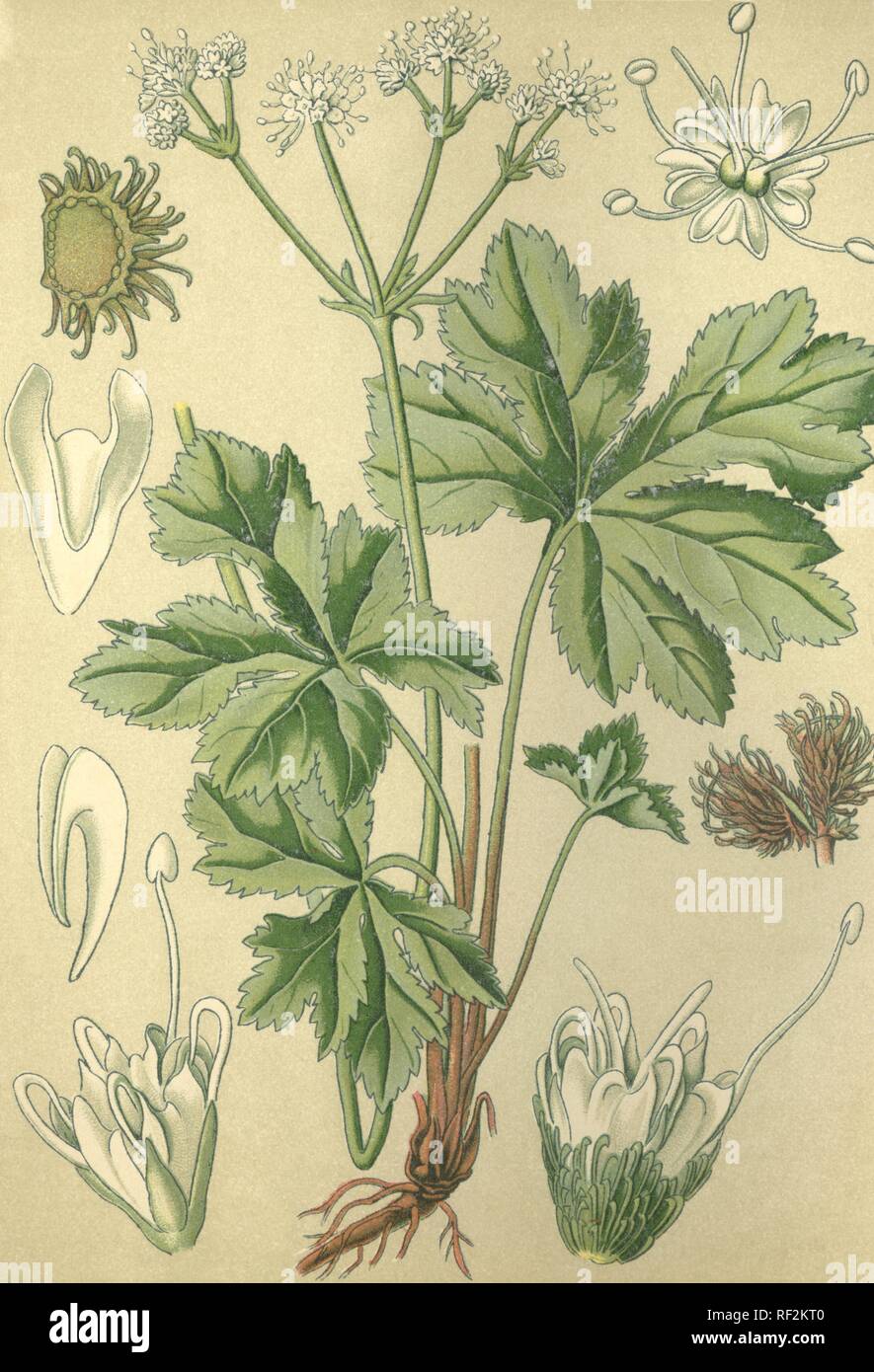 Sanicle (Sanicula europaea), Heilpflanzen, historische chromolithograph bis 1880 vom Stockfoto