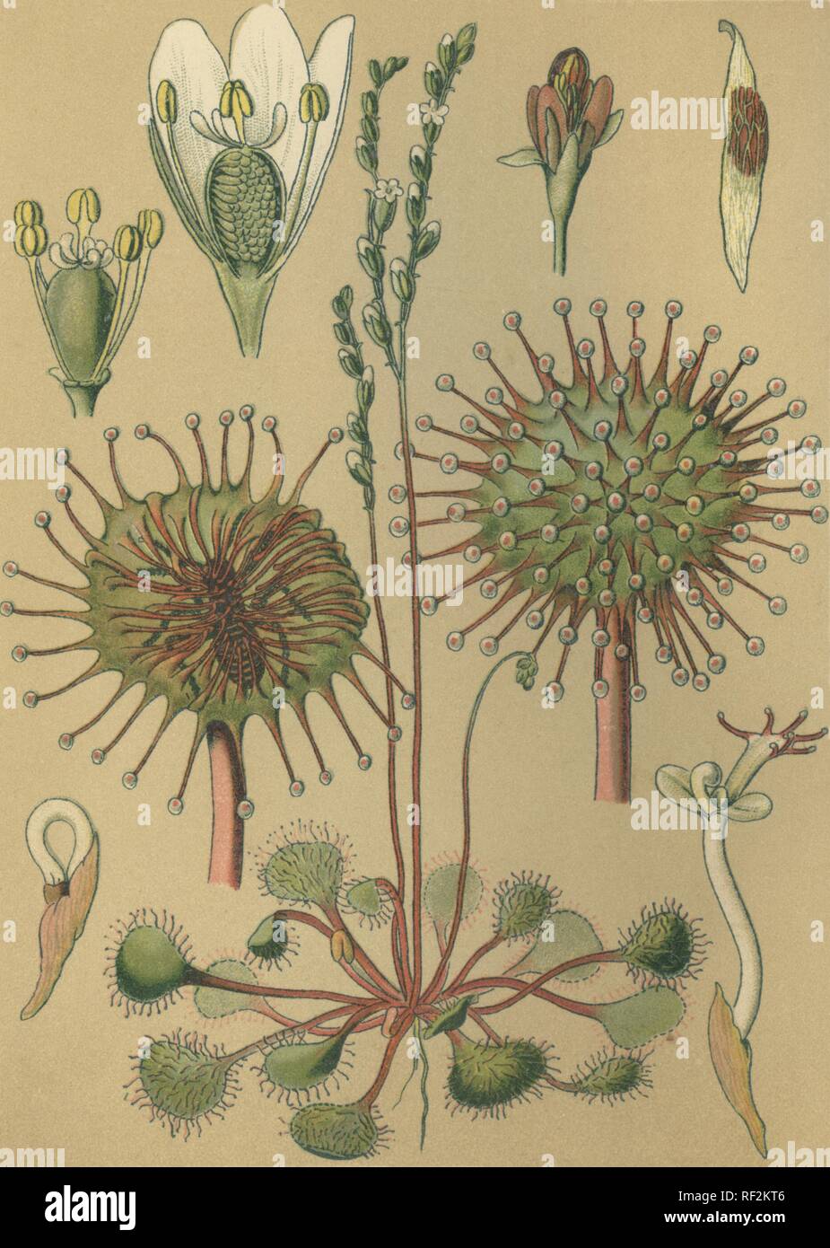 Gemeinsame Sonnentau oder Runde-leaved Sonnentau (Drosera rotundifolia), Heilpflanzen, historische chromolithograph bis 1880 vom Stockfoto