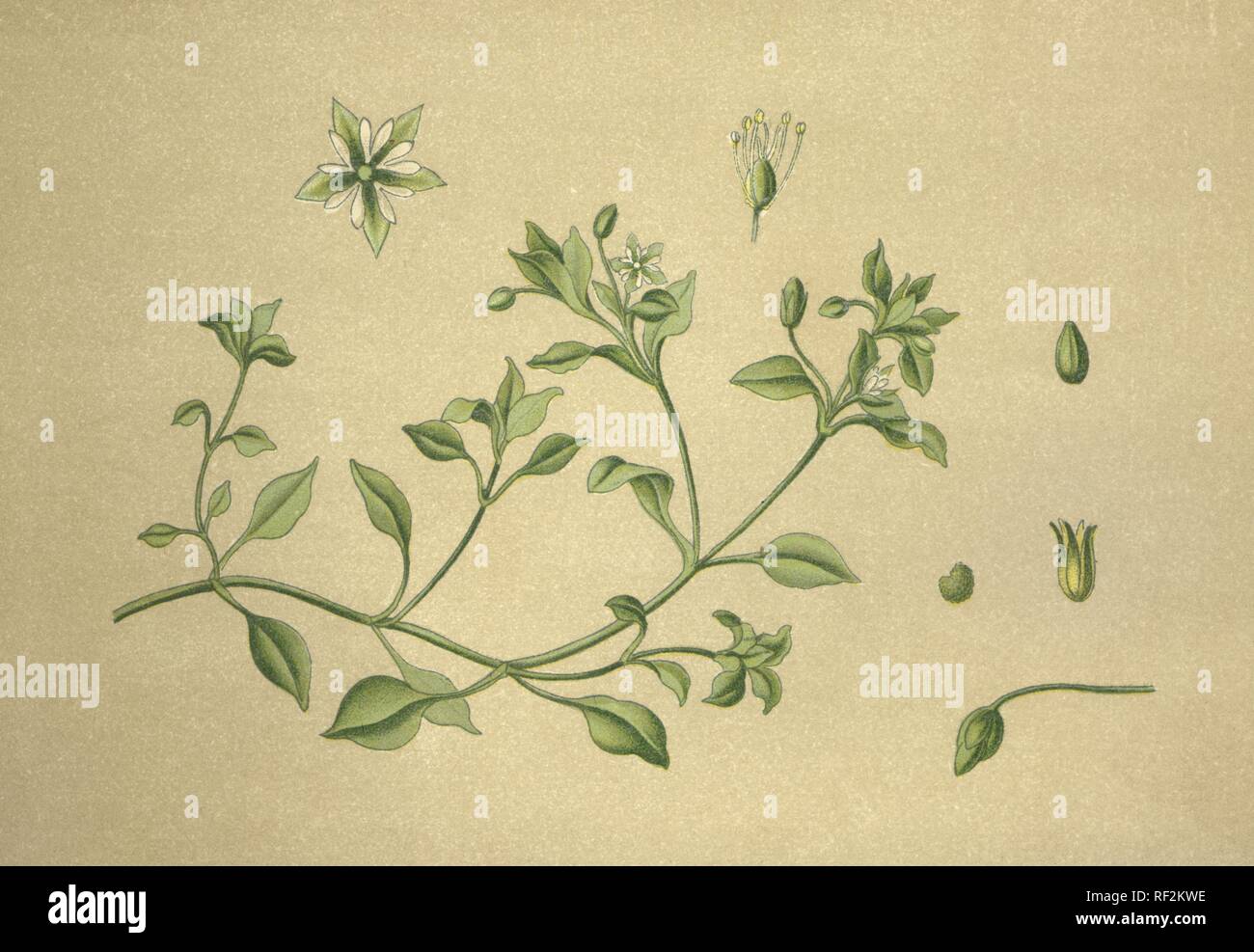 Gemeinsame Vogelmiere (Stellaria media) aka Chickenwort, Craches, marun oder Winterweed, Heilpflanze, historischen chromolithograph Stockfoto
