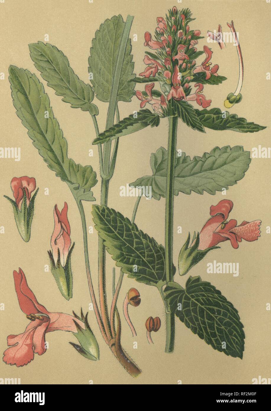 Lila Betony oder Bishop's Johanniskraut (Stachys officinalis, Betonica officinalis), Heilpflanzen, historische chromolithograph vom Stockfoto