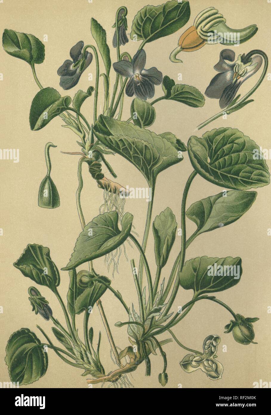 Veilchen (Viola odorata) Heilpflanze, historischen chromolithograph bis 1880 vom Stockfoto