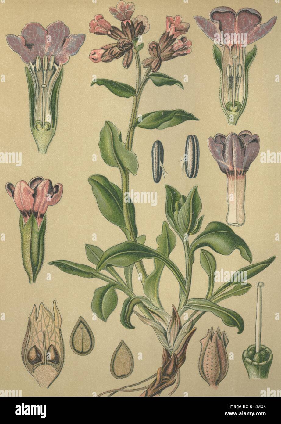 Lungenkraut (Pulmonaria officinalis), Heilpflanzen, historische chromolithograph bis 1880 vom Stockfoto