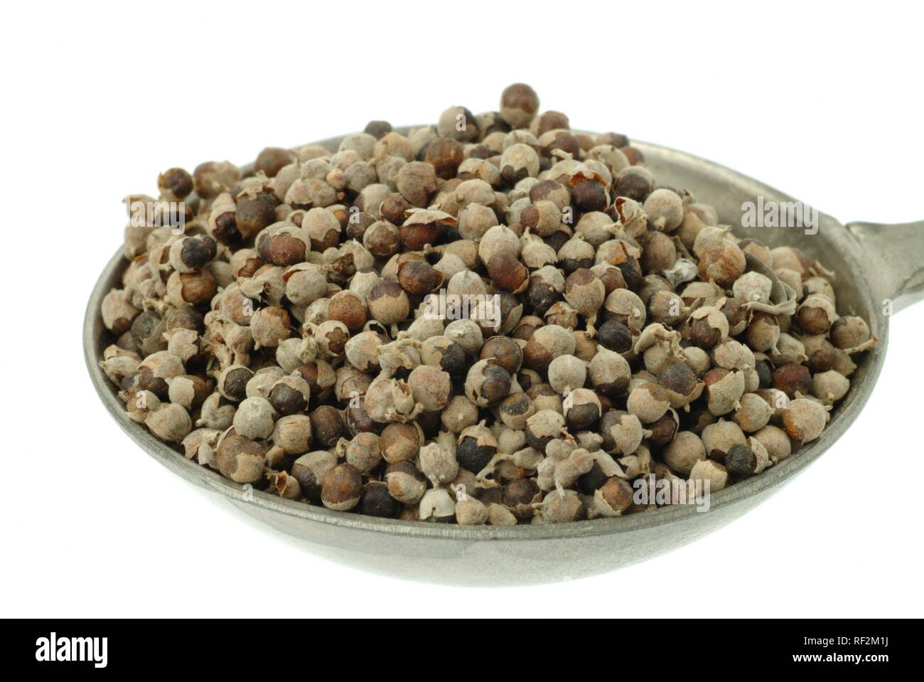 Vitex, keusch Baum, Chasteberry oder Mönchspfeffer (Vitex agnus-castus) Samen in einem Messlöffel, Heilpflanzen Stockfoto