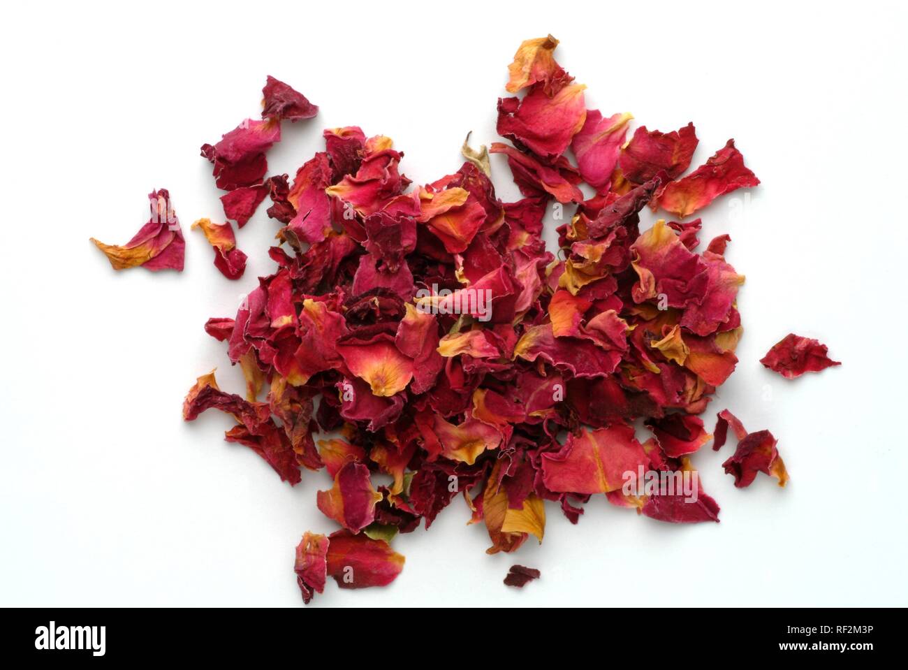 Rose getrocknete Blütenblätter (Rosa spp.) Stockfoto