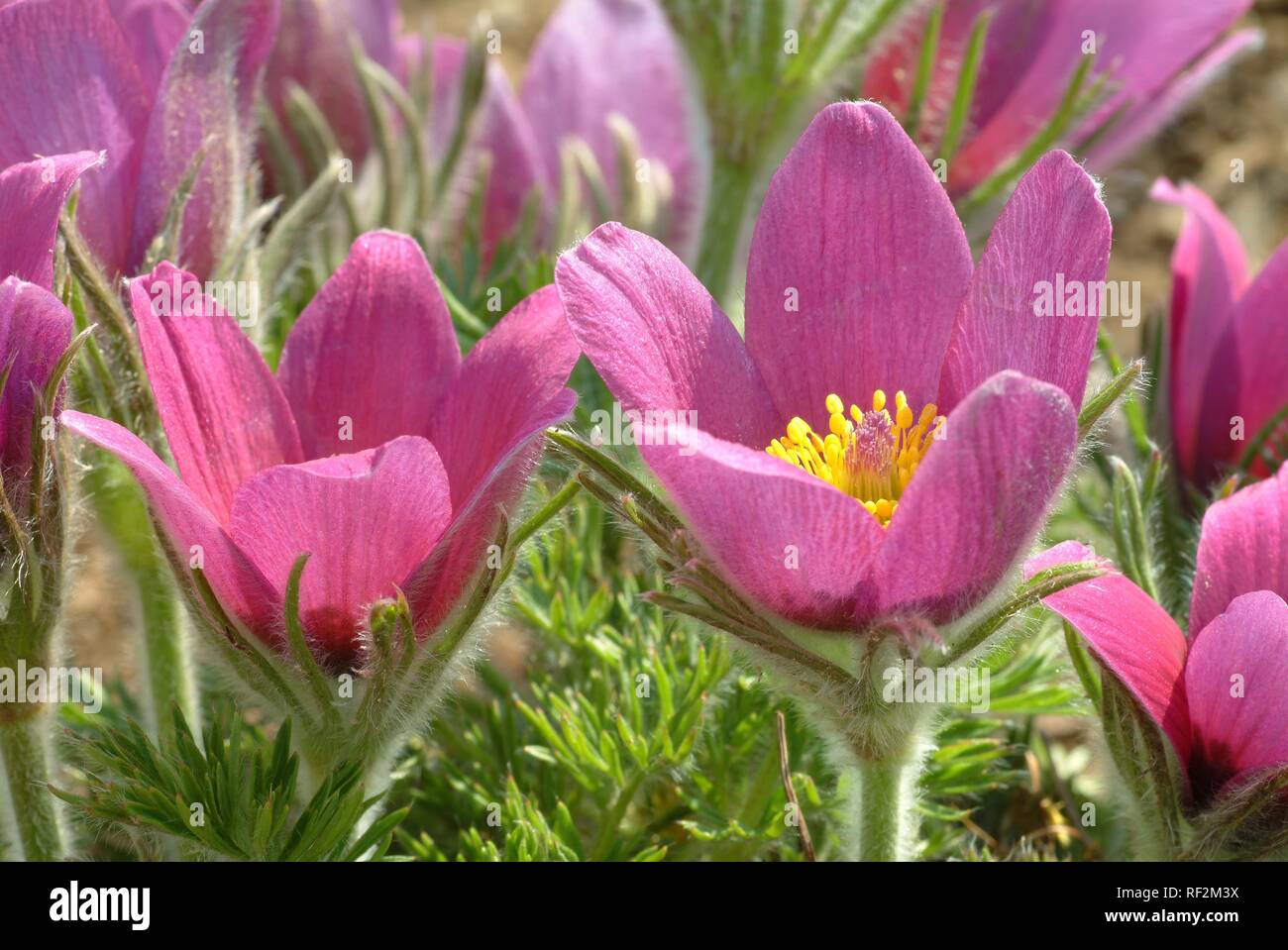 Pasque flower (Pulsatilla vulgaris Pulsatilla comune) aka Däne Blut, Heilpflanzen Stockfoto