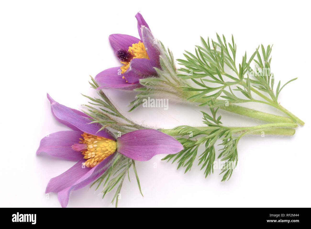 Pasque flower (Pulsatilla vulgaris Pulsatilla comune) aka Däne Blut, Heilpflanzen Stockfoto