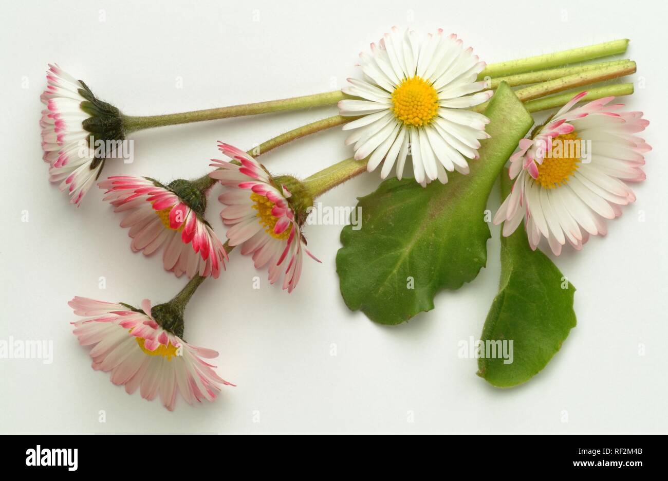 Gemeinsame Daisy, Daisy oder Englisch Gänseblümchen (Bellis perennis), Heilpflanzen Stockfoto