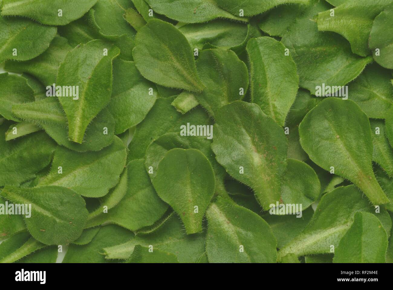 Gemeinsame Daisy, Daisy oder Englisch Gänseblümchen (Bellis perennis), Heilpflanzen Stockfoto