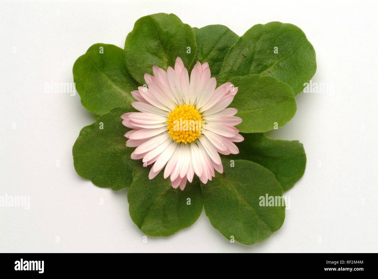 Gemeinsame Daisy, Daisy oder Englisch Daisy Flower und Blättern (Bellis perennis), Heilpflanzen Stockfoto