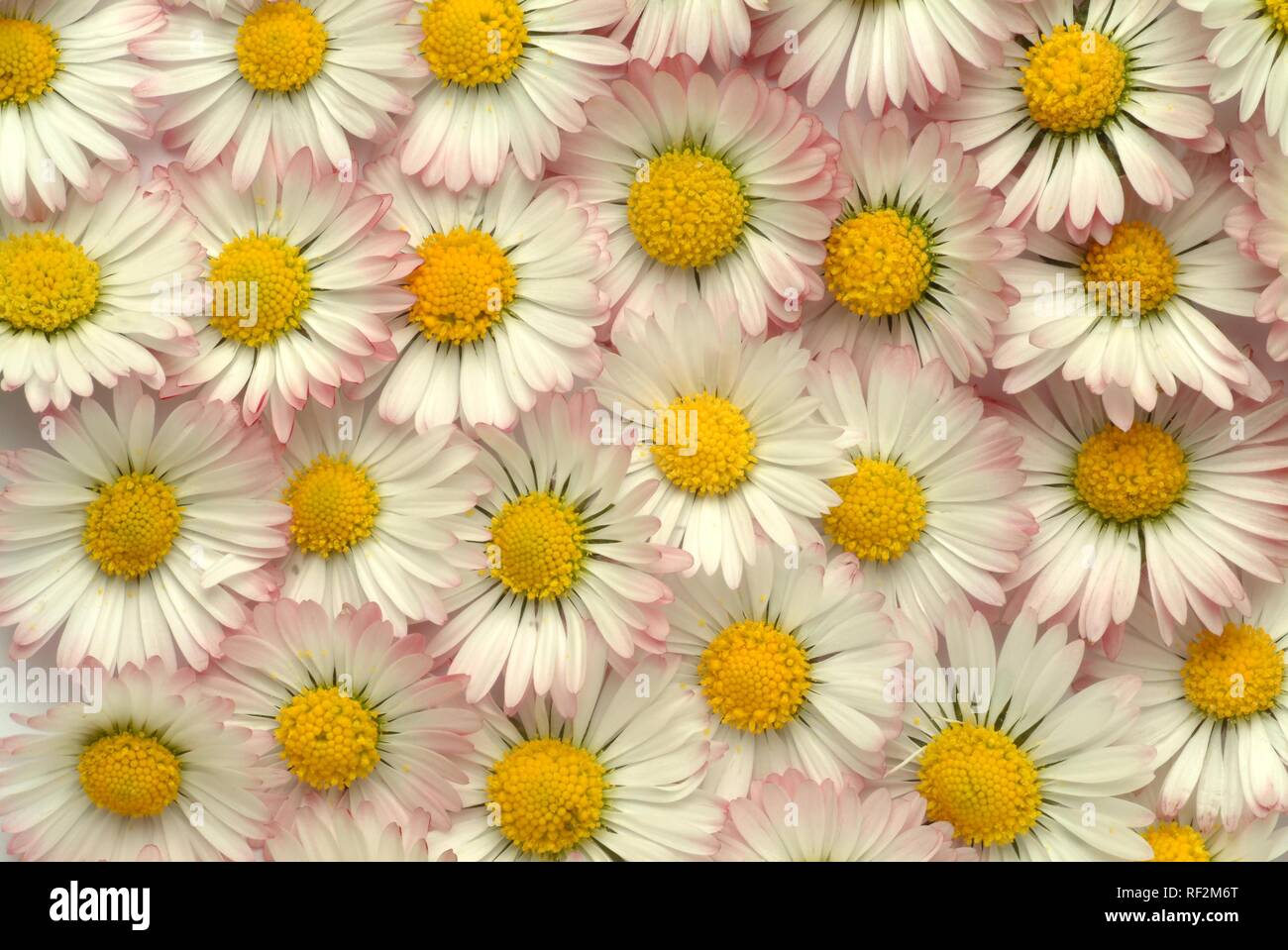 Gemeinsame Daisy, Daisy oder Englisch Daisy Blüten (Bellis perennis), Heilpflanzen Stockfoto