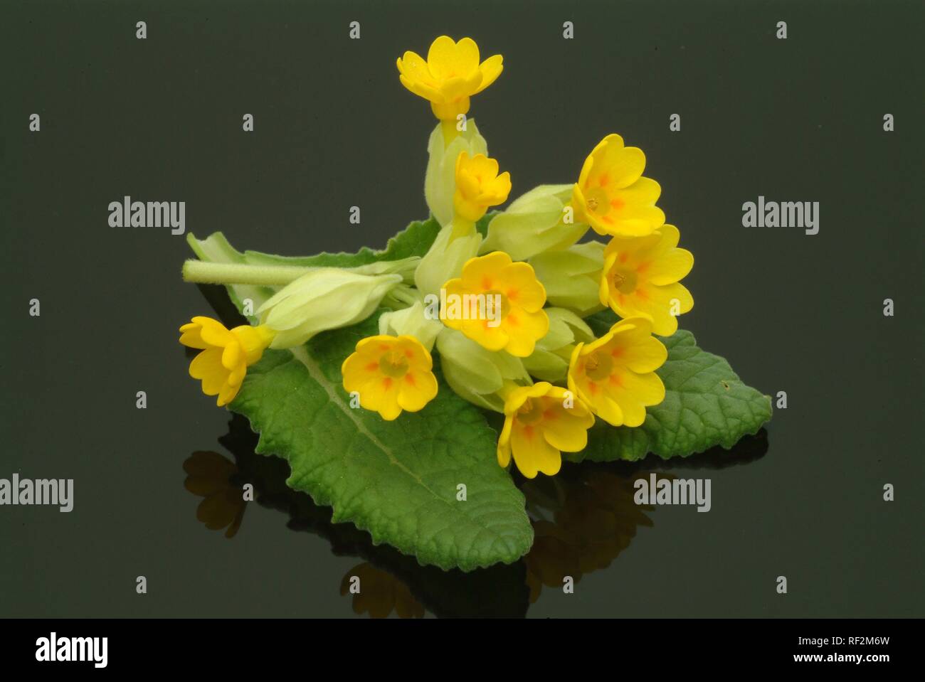 Schlüsselblume (Primula Veris), Heilpflanzen Stockfoto