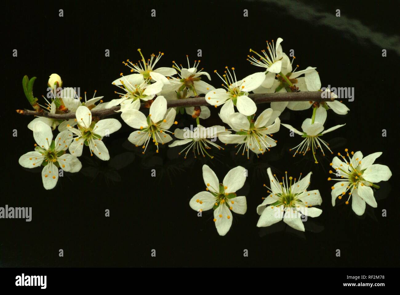 Schlehe (Prunus spinosa), Heilpflanzen Stockfoto