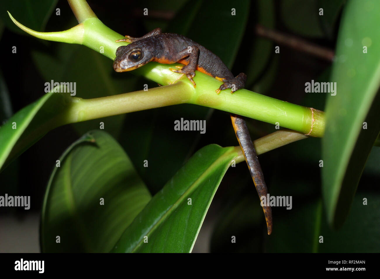 Mauser salamander Echse amphibisch newt Amber terarium Berg newt Stockfoto
