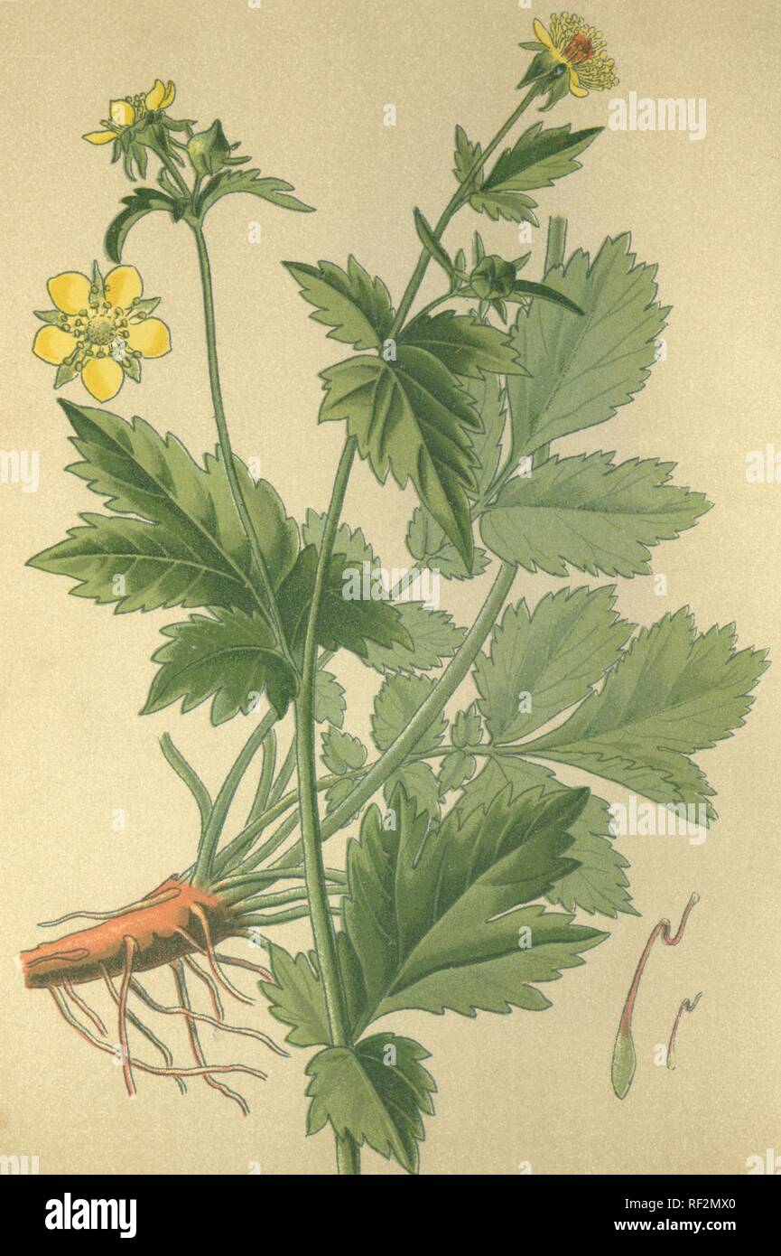 Holz Avens (Geum urbanum) aka Kraut Bennett, Colewort oder St. Benedict's Kraut, Heilpflanzen, historische chromolithograph vom Stockfoto