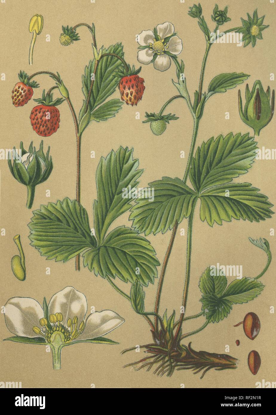 Wilde ERDBEERE (FRAGARIA VESCA), Heilpflanzen, historische chromolithograph bis 1880 vom Stockfoto