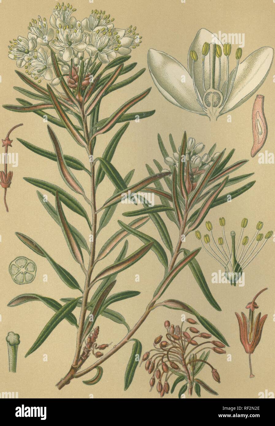 Marsh Labrador Tee (Ledum palustre), aka Northern Labrador Tee oder wilden Rosmarin, historischen chromolithograph bis 1880 vom Stockfoto