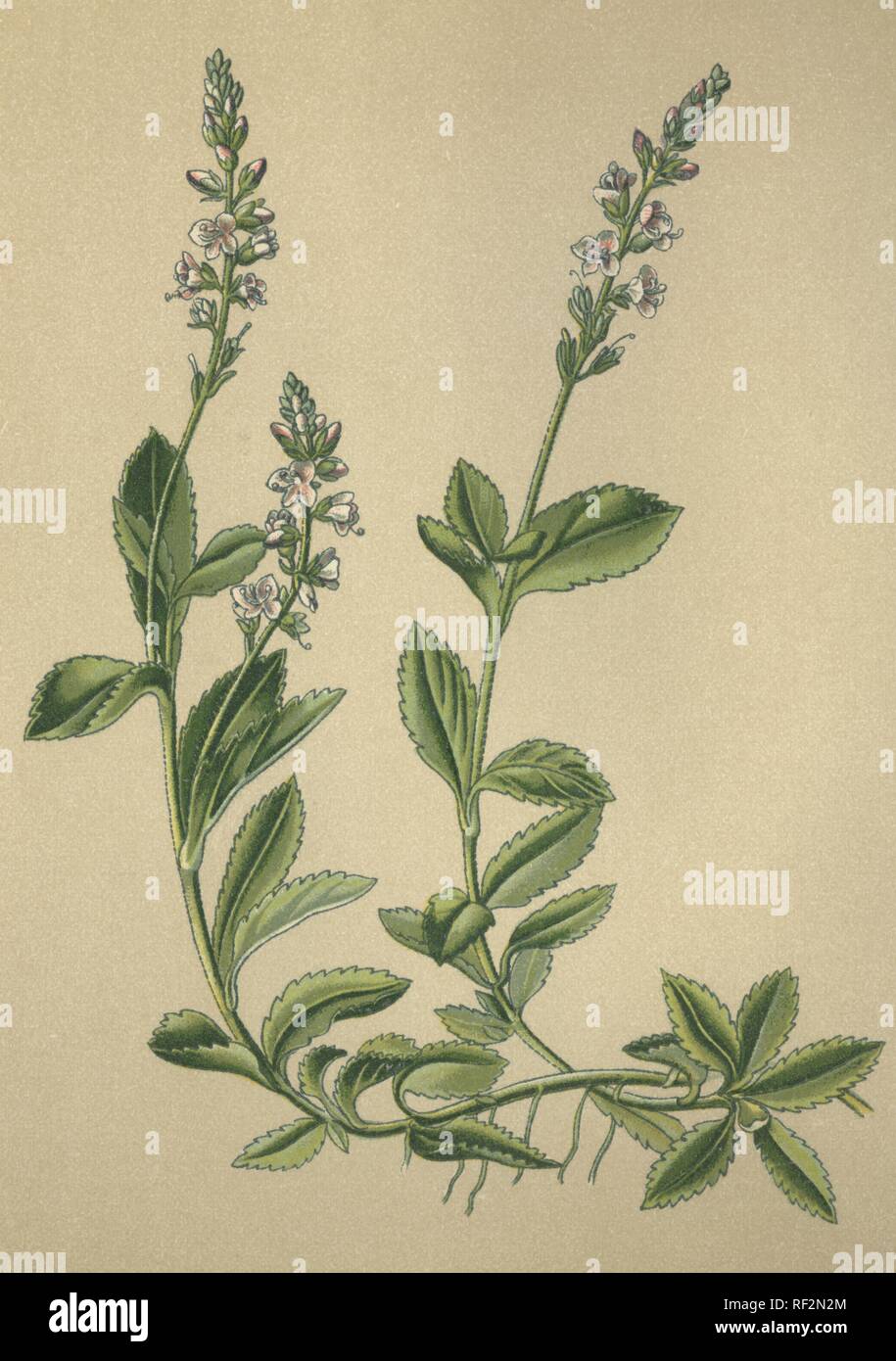 Veronica longifolia oder Ehrenpreis (Veronica Officinalis), Heilpflanzen, historische chromolithograph bis 1880 vom Stockfoto