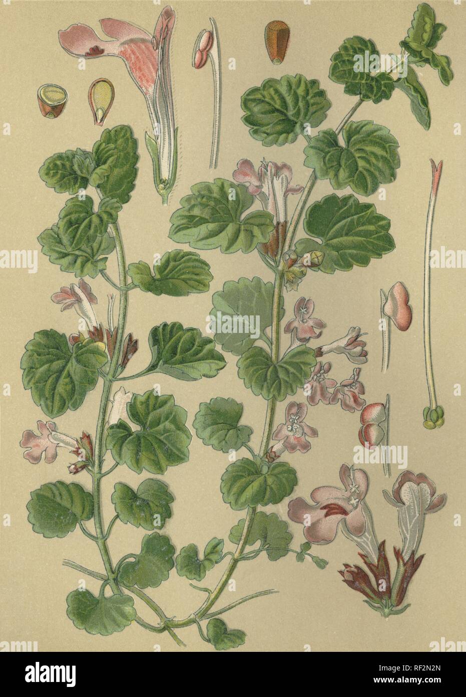 Boden - Efeu (Glechoma hederacea), Heilpflanzen, historische chromolithograph bis 1880 vom Stockfoto