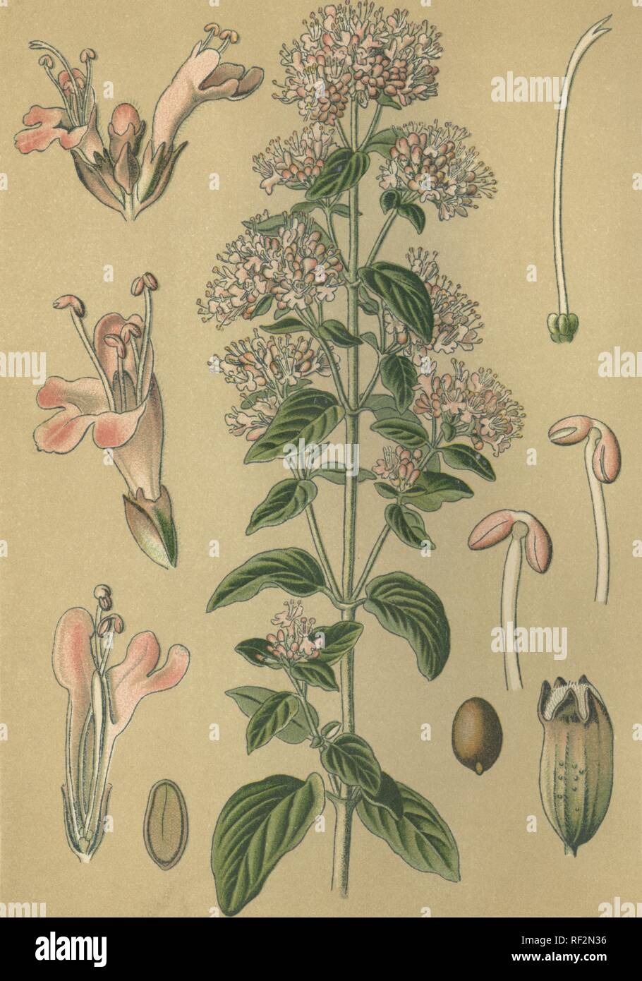 Oregano oder Topf Majoran (Origanum vulgare Oregano, Gemeinde), Heilpflanzen, historische chromolithograph bis 1880 vom Stockfoto