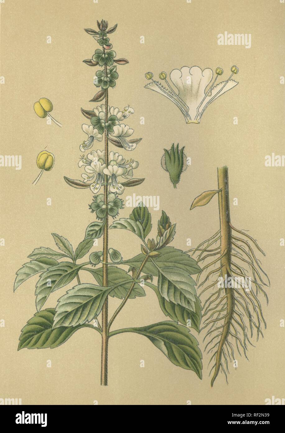 Basilikum (Ocimum basilicum), Heilpflanzen, historische chromolithograph bis 1880 vom Stockfoto