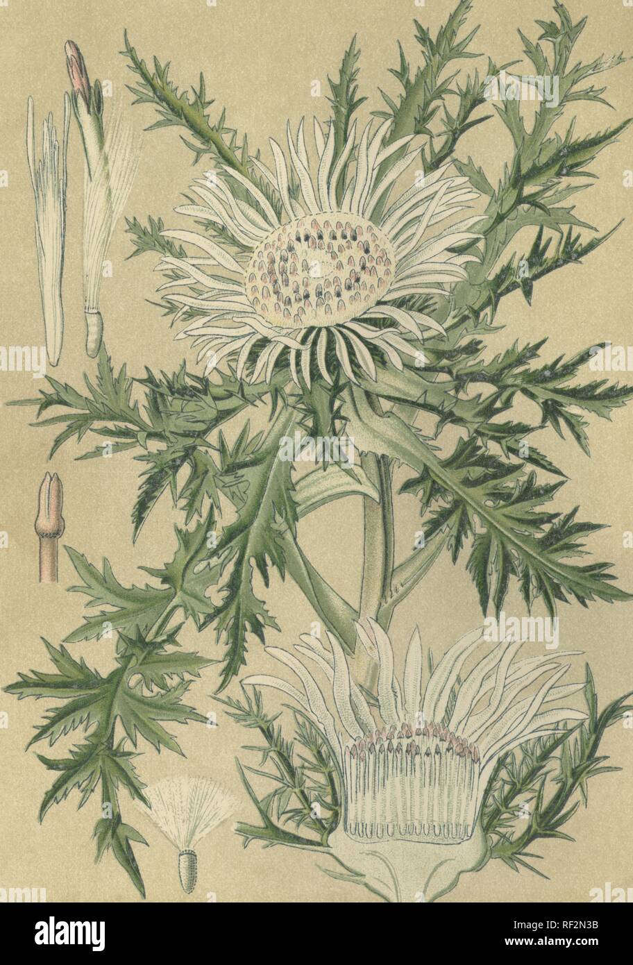 Stemless Silberdistel (Carlina acaulis) aka Zwerg Silberdistel oder Silber Distel, Heilpflanze, historische Stockfoto