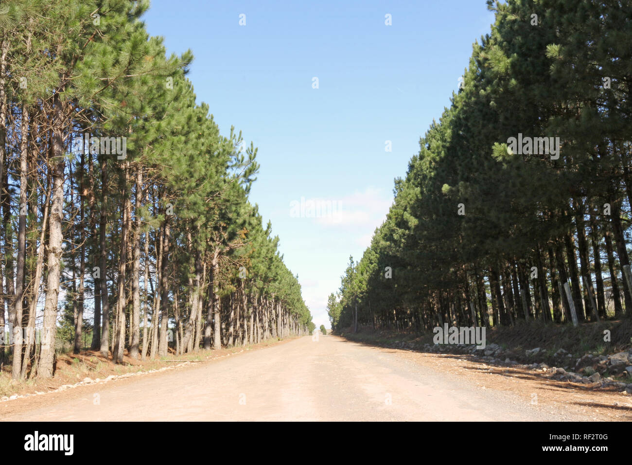 Unbefestigte Straße, in der Mitte von Pinus elliottii Plantage Stockfoto