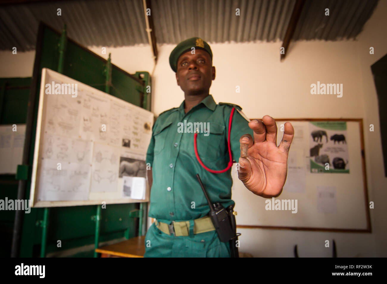 Der Leiter der Majete Strafverfolgung zeigt, wie Wilderer illegale Kugeln für Schnauze Waffen laden von Bewehrungsstahl in kleine Stücke hacken machen Stockfoto