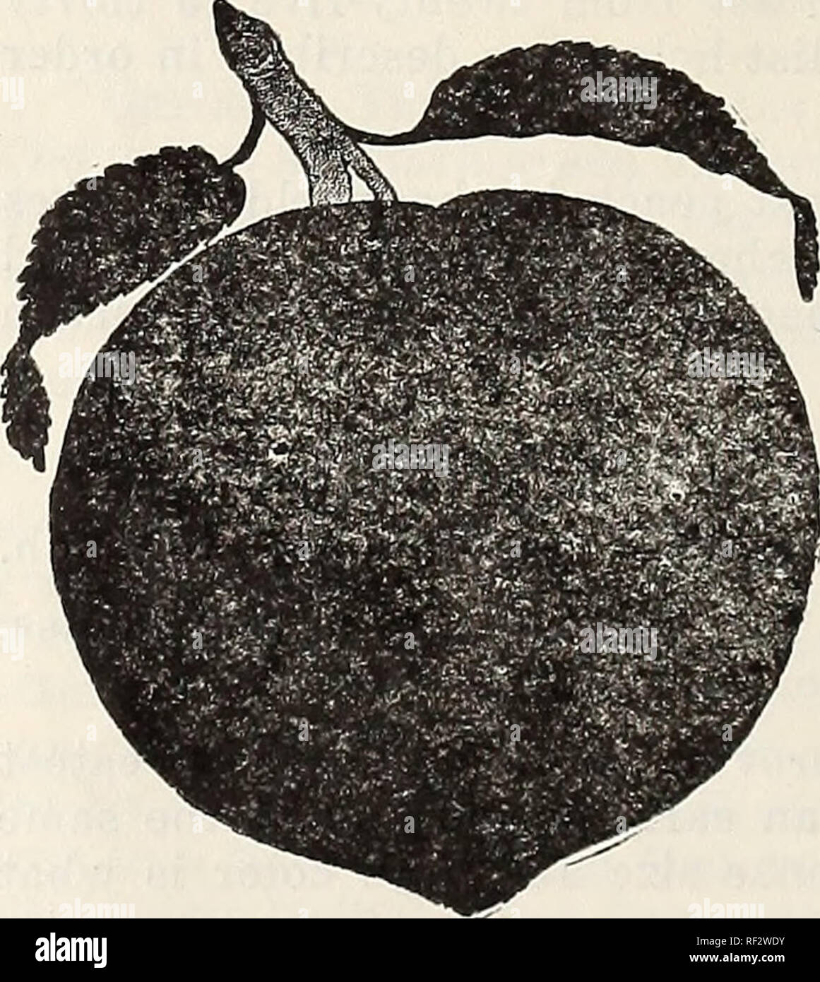 . Katalog von Fitzgerald's Kinderzimmer. Obst; Gemüse Samen Samen Kataloge Kataloge; Baumschulen (Gartenbau) Kataloge. 16 FITZGERALD'S KINDERZIMMER, Stephenville, Texas, R.F.D.5 macht es besser als alle anderen Pfirsiche zu verkaufen. Sie können nichts falsch machen, ein Obstgarten, der Zweiräder zu setzen. Carman: Ein großer, weißer semicling Pfirsich. Sehr gute Qualität und eine sichere Träger. Reg. Hogg und Mamie Ross sind ungefähr das Gleiche wie Auto - Mann. Belle von Georgien: Ein weiterer großer Creme nad crimson Pfirsich. Ein ex-Cellent, Versender und weich und üppig, wenn reif. Chinesische festhalten: Eine alte, alte Pfirsich. Jeder weiß es. Sehr groß. Altmodische festhalten Stockfoto