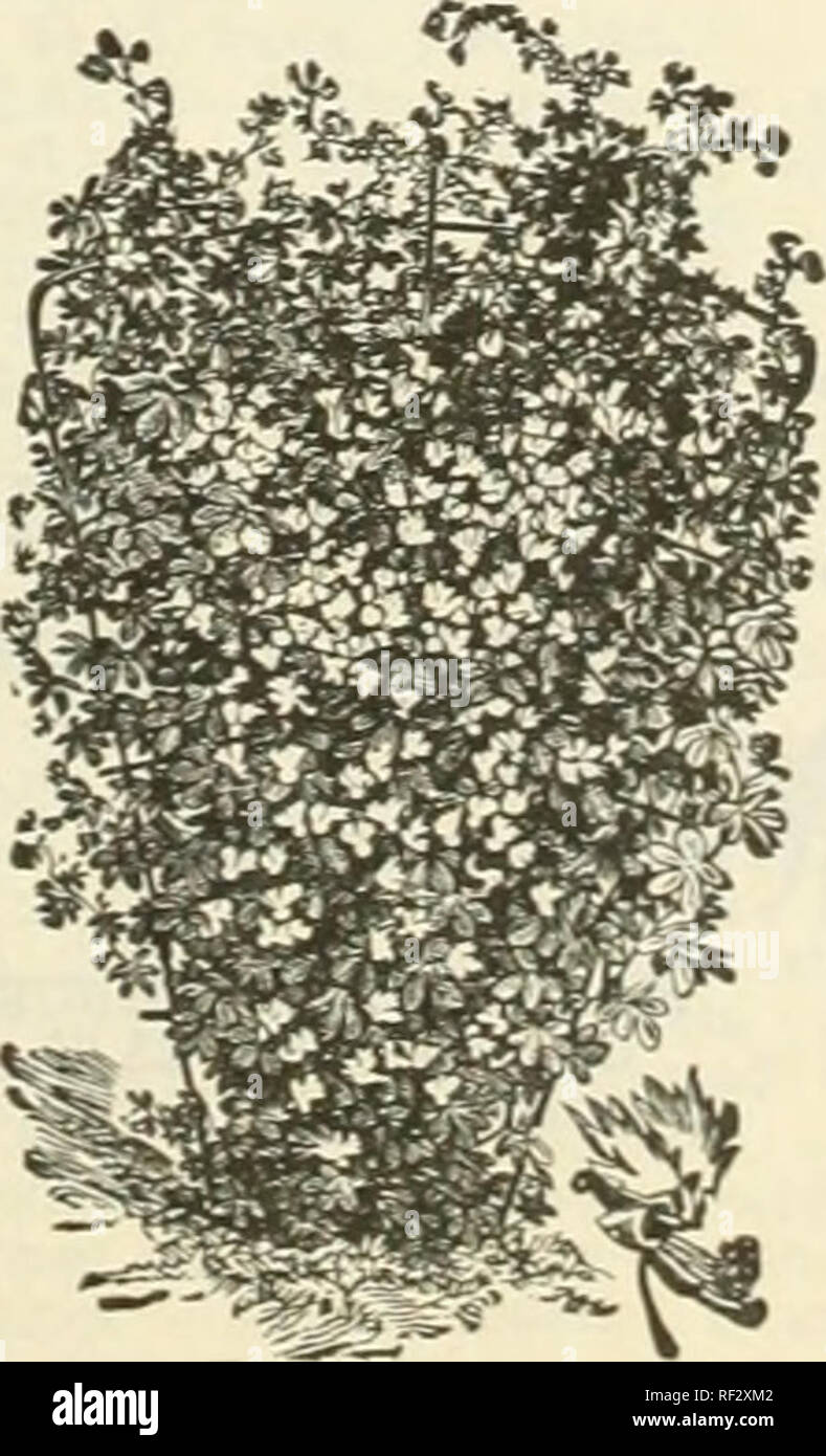 . Katalog 1963. Saatgut Industrie und Handel Kataloge Kataloge; Samen; Gemüse; Früchte Samen Samen Kataloge Kataloge; Gartengeräte und Zubehör Kataloge; Blumen Samen Kataloge. Dahlien CATHEHINE - (Pom.) Primrose gelb, ein lino Vielfalt. 50 c Jeder, Postpaid. AVAION-Hilfe. PURPLE DELIGHT -- {F. D. Sehr Große, Schöne, Wahre, Violett. Eine hervorragende Show Dahlie. 75 c Jeder, Postpaid. ROSE HERRLICHKEIT - (F. D.) Blumen sind eine robuste tief Rosa. 60 c Jeder, Postpaid. Weißer Liebling - ostpaid. GOLDEN-FÜHRER - (I. D.) Giant Klare, gelbe, herrliche Züchter auf lange steife Stiele. 75 c Jeder, Postpaid. HAWAII - (Pom.) Solid rot, klein f Stockfoto