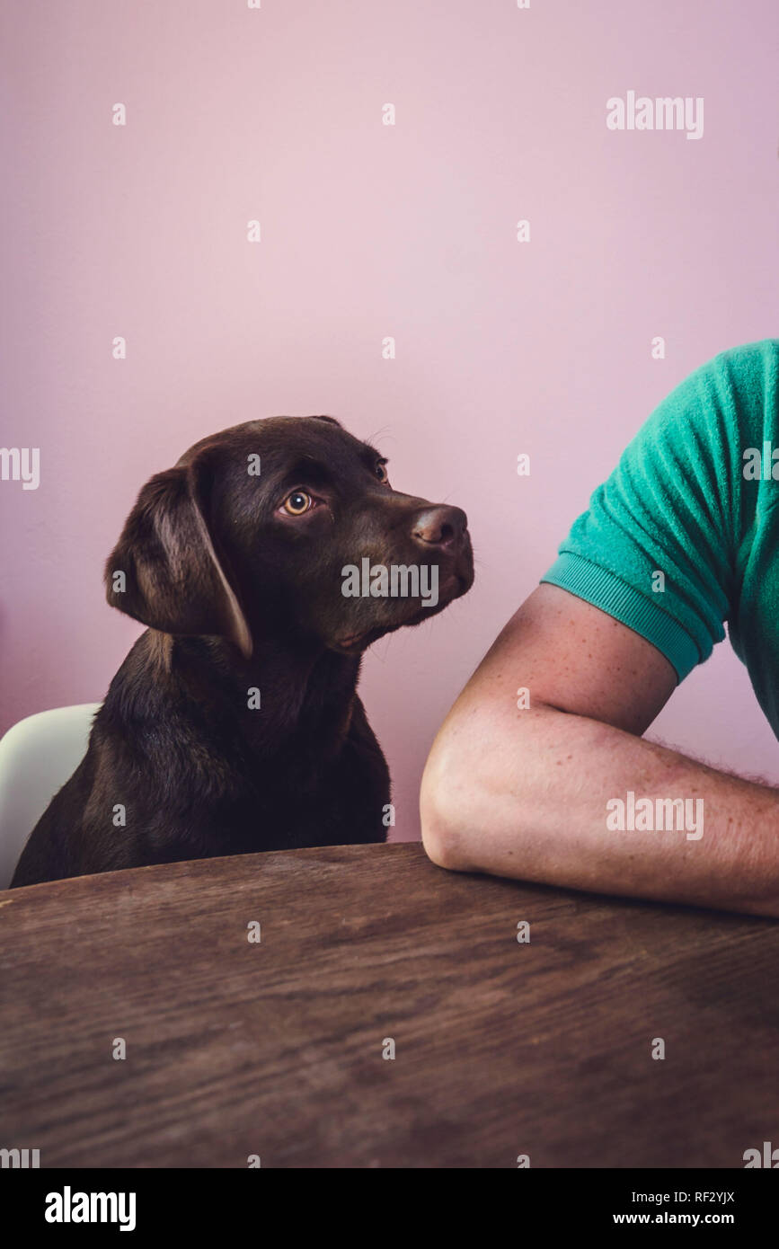 Chocolate Labrador Welpe sitzt am Tisch mit dem Besitzer, der sie anschaut. Stockfoto