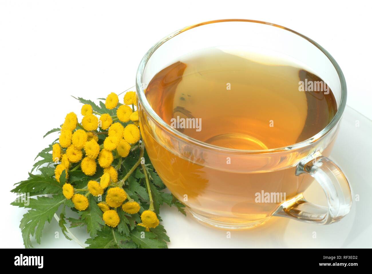 Tansies oder goldene Knöpfe (Tanacetum vulgare, Chrysanthemum vulgare), Kräutertee Stockfoto