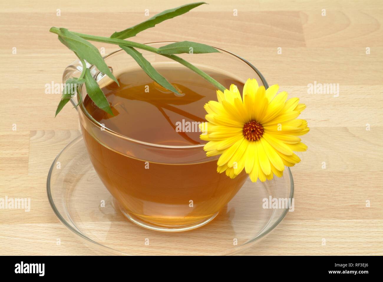 Pot marigold oder Englisch Ringelblume (Calendula officinalis), Kräutertee, Arzneimittel, Kaffee Stockfoto