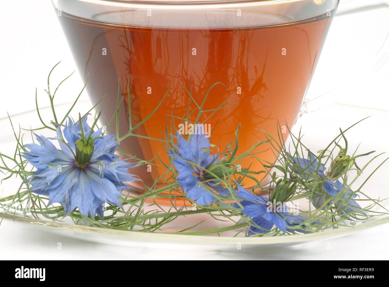 Fenchel Blume oder schwarzer Kümmel (Nigella sativa) Kräutertee, Arzneimittel, Kaffee Stockfoto