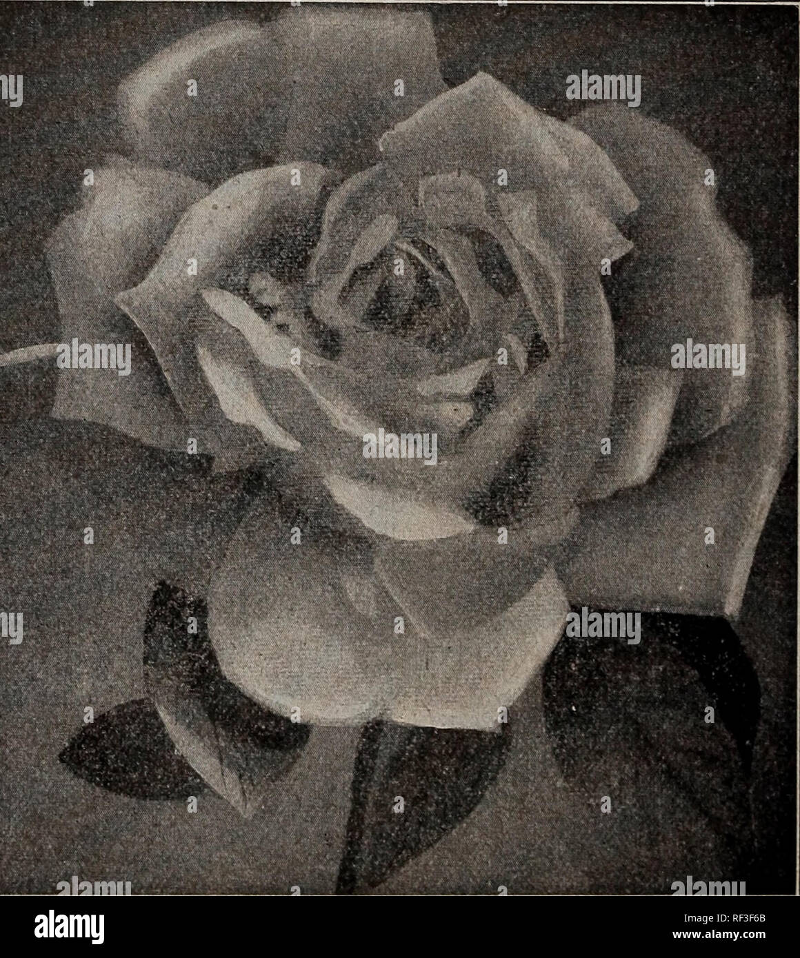 . Katalog 1913: Samen, Blumenzwiebeln, Stauden. Samen Samen Kataloge Kataloge; Gemüse; Blumen Samen Samen Kataloge Kataloge; Obst; Baumschulen (Gartenbau) Kataloge. 72 fd Fe^^^s^^ isgn Themn?. BARNARD CO IiC^CHiCAGap Hardy Rosen - Hybrid unbefristet und Everblooming mehr als zwei Hundert Sorten von Roses werden durch eine der größten Baumschulen in den Vereinigten Staaten verzeichnet, und die Zahl wird ständig erhöht. Viele bekannte Favorit Rosen dieser "Klasse sicher ertragen im Winter südlich von Philadelphia, aber nicht ausreichend winterhart für die westlichen und nordwestlichen latitu Stockfoto