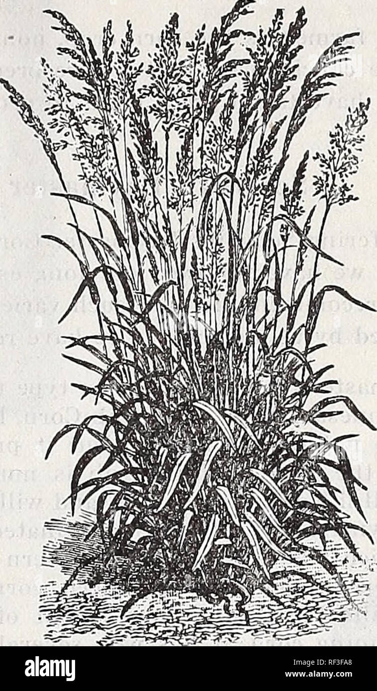 . Katalog 1918. Baumschulen (Gartenbau) Tennessee Memphis Kataloge