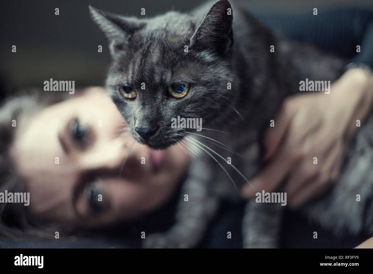 Portrait von grauen Tabby Katze und Besitzer im Hintergrund Stockfoto