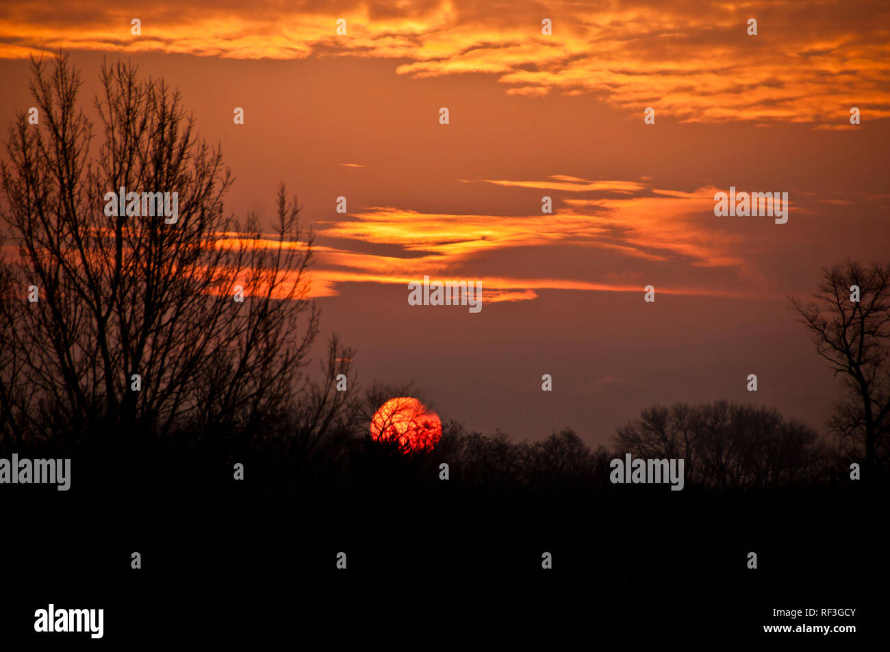 Red big sun Kugel aus hinter den Bäumen bei Sonnenaufgang Stockfoto