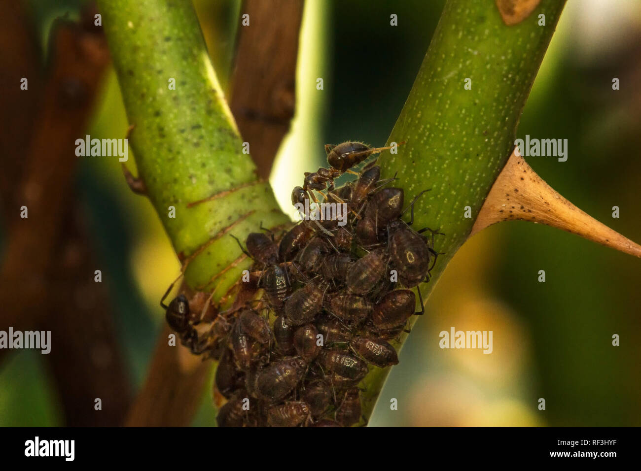 Ameisen füttern on​ den Mägen der Blattläuse, die blattläuse ernähren sich von den Stiel der Rose Stockfoto