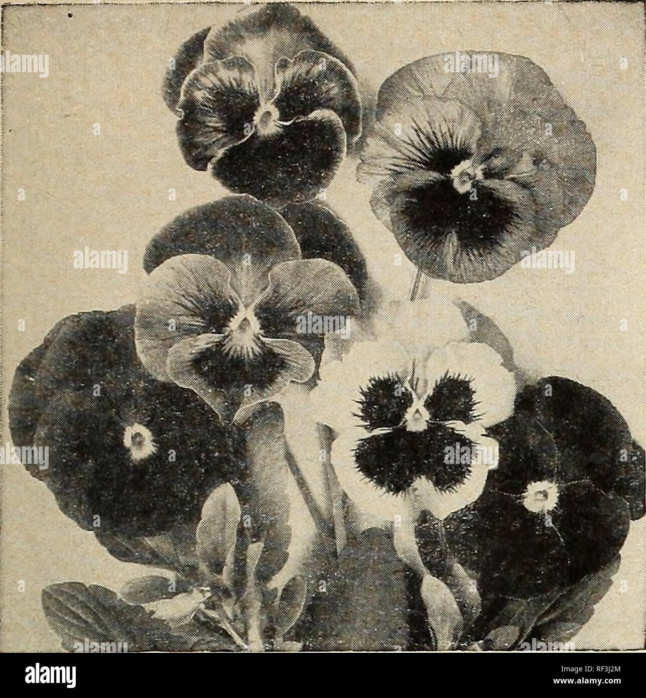 . [Katalog]: Frühjahr 1957. Baumschulen (Gartenbau) North Carolina Raleigh Kataloge; Baumschulen North Carolina Raleigh Kataloge; Samen North Carolina Raleigh Kataloge, Leuchtmittel (Pflanzen) North Carolina Raleigh Kataloge; Gemüse North Carolina Raleigh Kataloge; Gartenarbeit Nort. 1875 Pansy, Schweizer Riese gemischt Qiant PanHe^ Säen in Betten oder Kisten von August bis November. Nur geringfügigen Schutz in extremen Wetter benötigt. Wenn Pflanzen haben 4 bis 5 Blätter transplant 8 Zoll zu 1 Fuß auseinander in stark gedüngt Bett und gut gewässert. Ein Rückgang der Aussaat Blumen ab Dezember zu produzieren Stockfoto