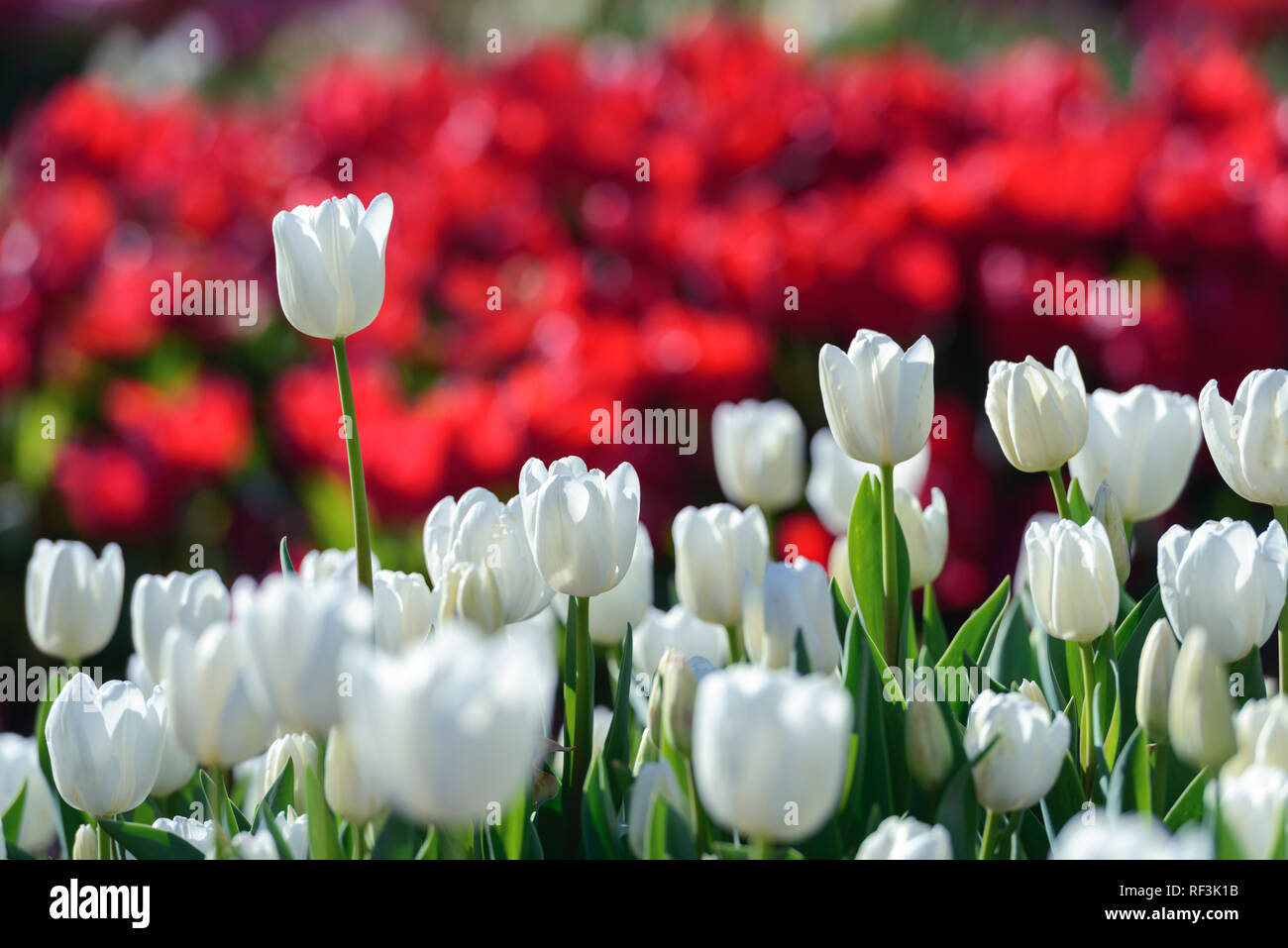 Tulpen Blumen Feld im Frühling Niederlande Park. Natur Fotografie Stockfoto