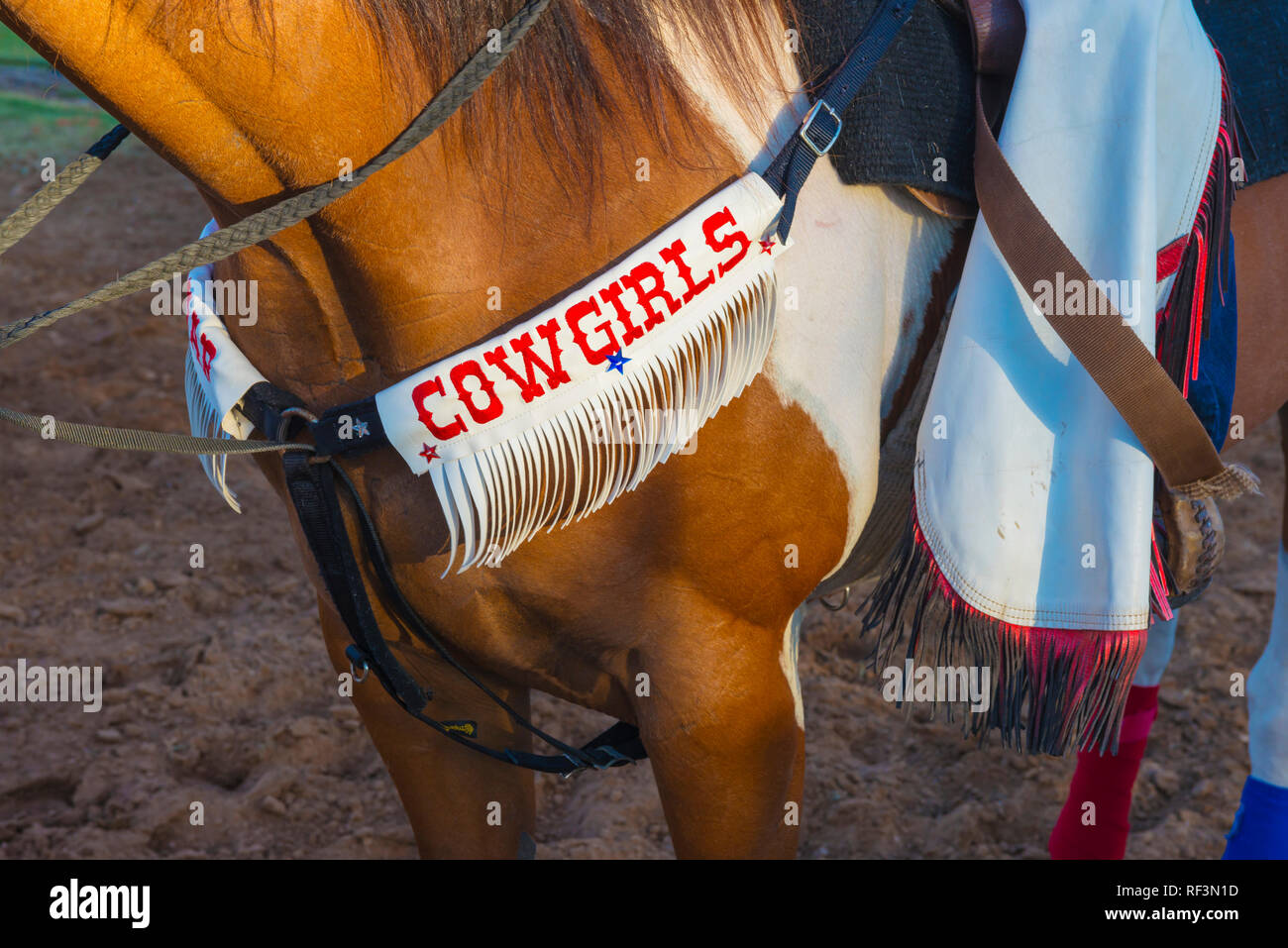 Rodeo Pferd Stockfoto