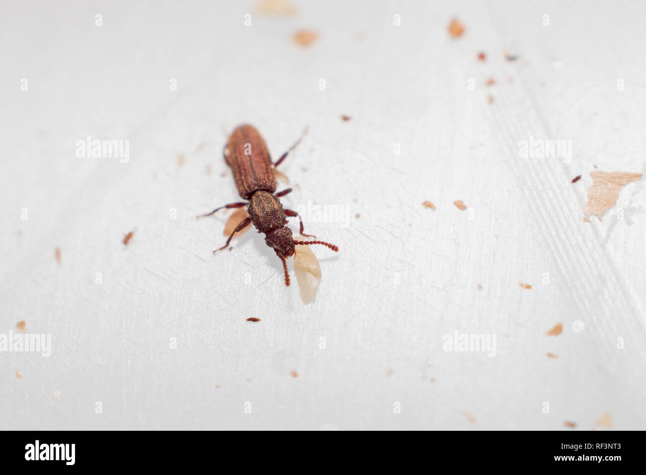 Merchant Korn Käfer in weißen Hintergrund gehen zwischen den Nahrungsmittelkrumen. Oryzaephilus mercator Stockfoto