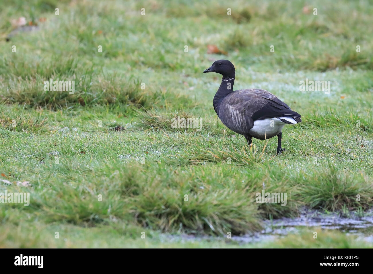 Brent goose Stockfoto