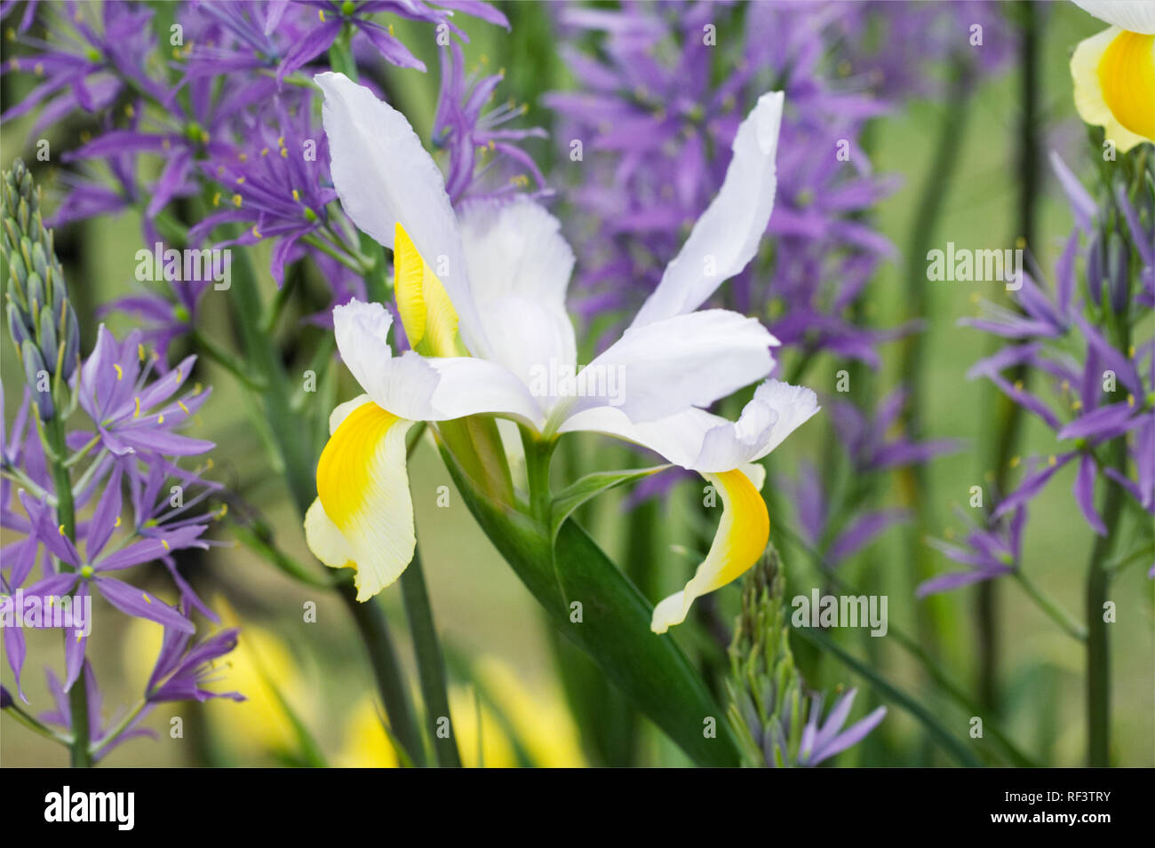Camassia blumen Fotos und Bildmaterial in hoher Auflösung Alamy