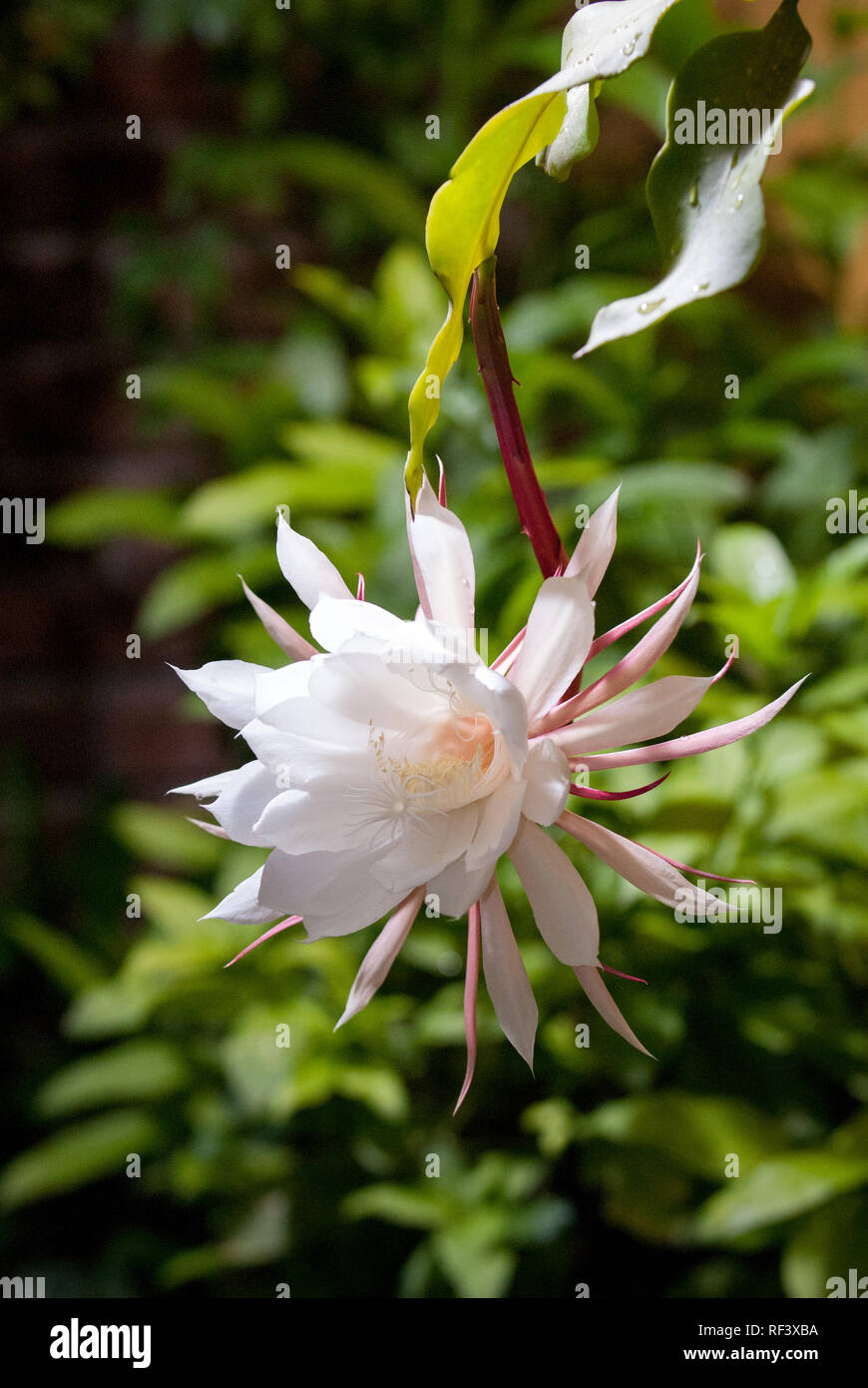 Königin der nacht botanischer garten Fotos und Bildmaterial in hoher