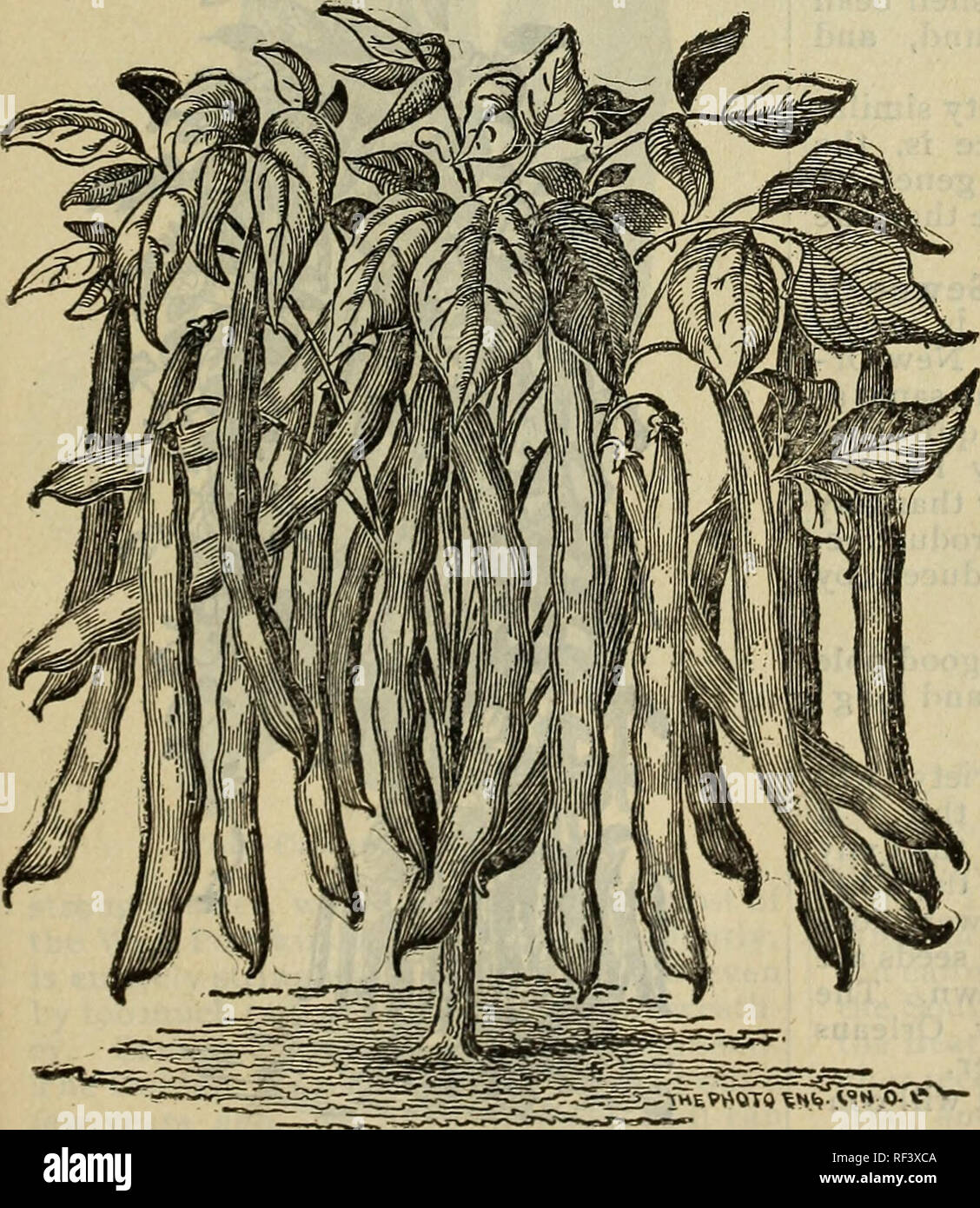 Almanach Und Garten Handbuch Fur Die Sudlichen Staaten Der J Steckler Seed Co Ltd Baumschulen Louisiana New Orleans Kataloge Gemuse Blumen Samen Samen Kataloge Kataloge Graser Samen Kataloge Obst Kataloge Die
