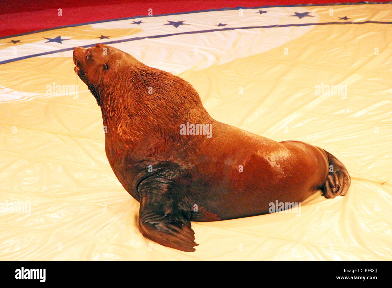 Ausgebildete sea lion auf Arena im Zirkus. Marine Mammal durchführen in der Arena des Circus Stockfoto