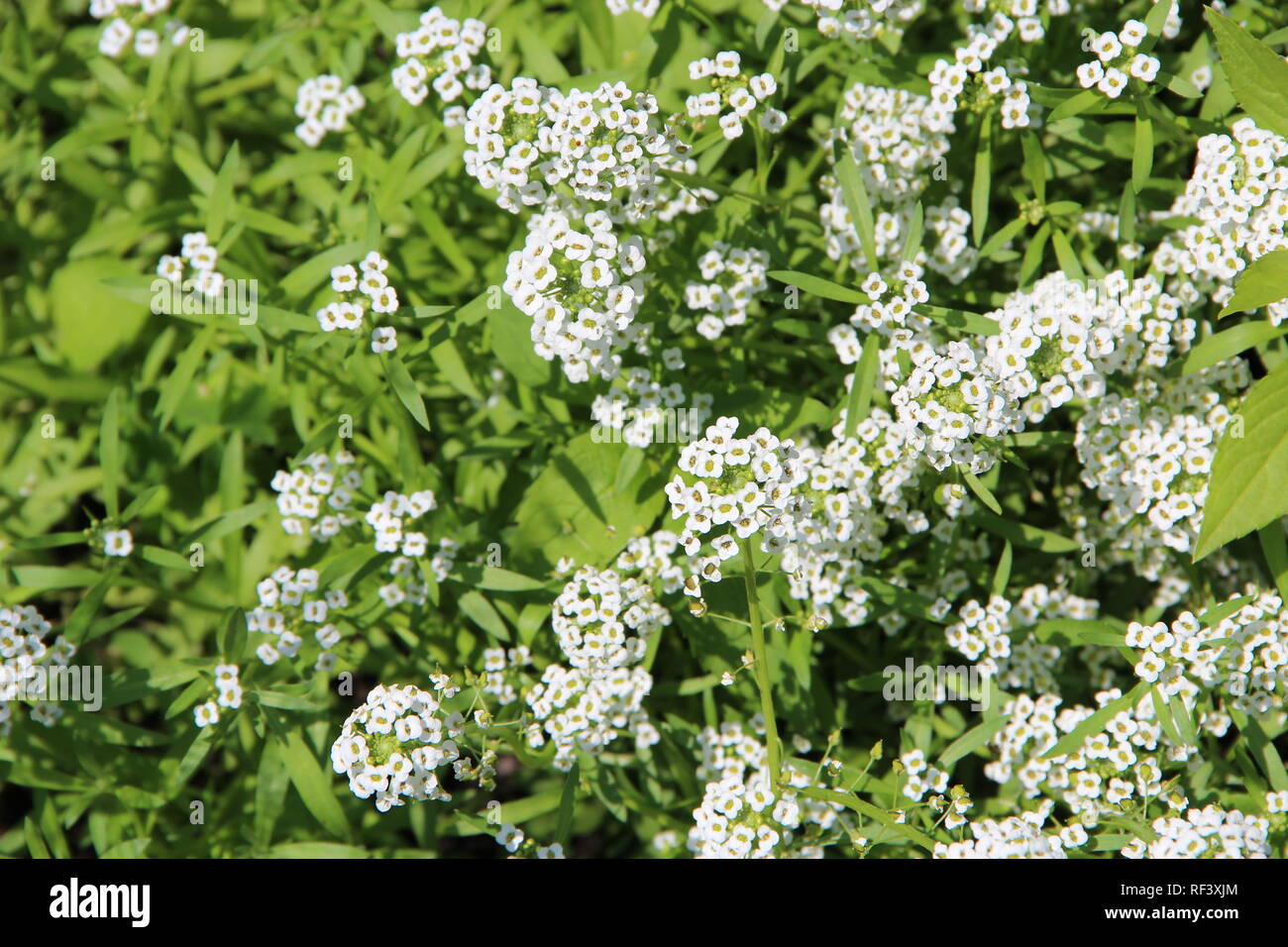 Die weißen Blüten der Lobularia maritima im Garten blüht. Weiße Blüten mit Duft von Honig. Blumen der lobularia maritima Common name Süße alyssum o Stockfoto